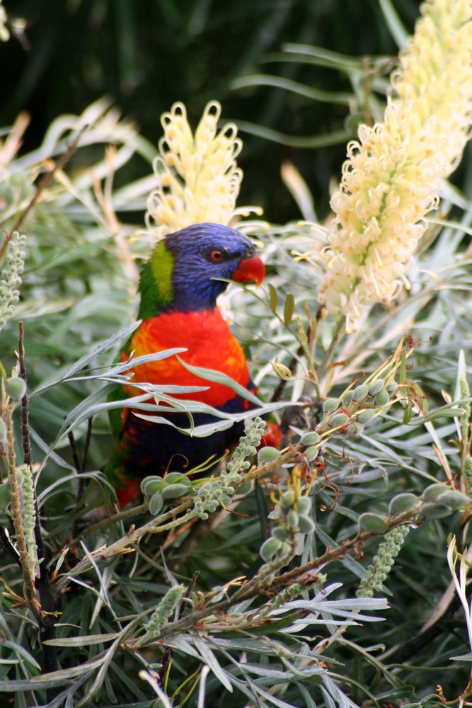 Parrot in Bottle Brush Tree