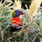 Parrot in Bottle Brush Tree