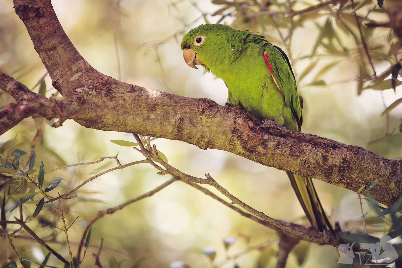 Parrot in Brazil