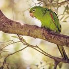 Parrot in Brazil