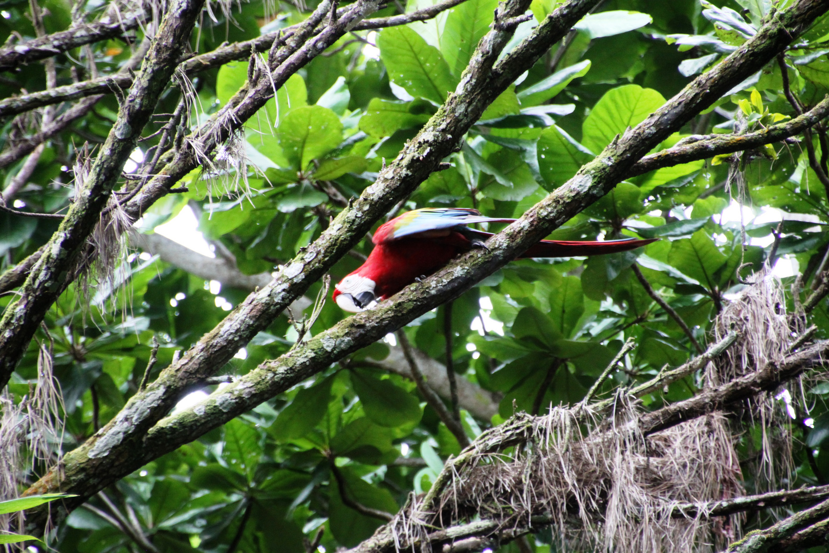 Parrot in Jungle near Amazonas 0333