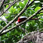 Parrot in Jungle near Amazonas 0333