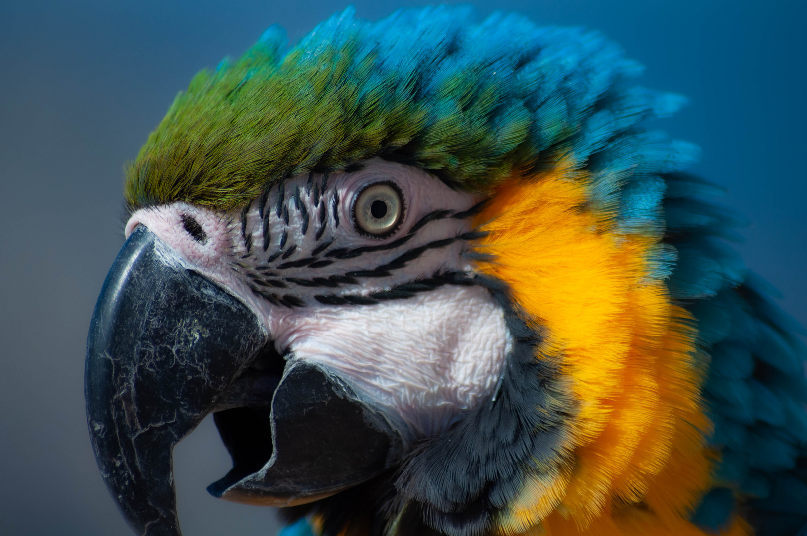 Parrot in Turkey 