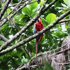 Parrot Jungle near Amazonas 0332