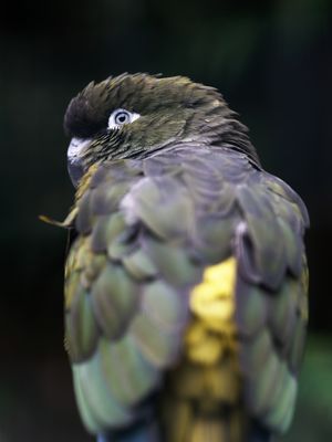 Parrot / Papagei