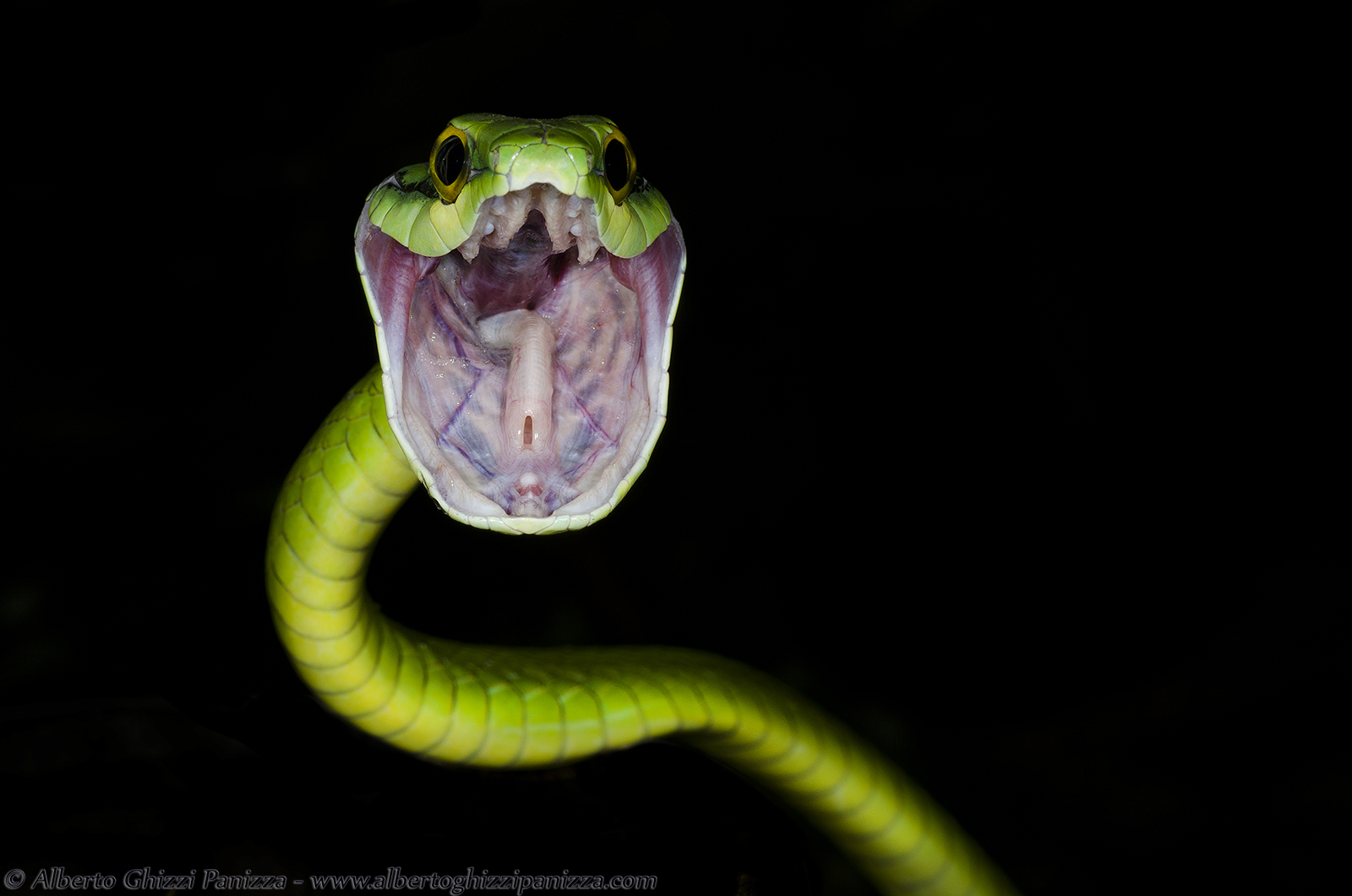 Parrot snake attacking