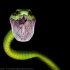 Parrot snake attacking