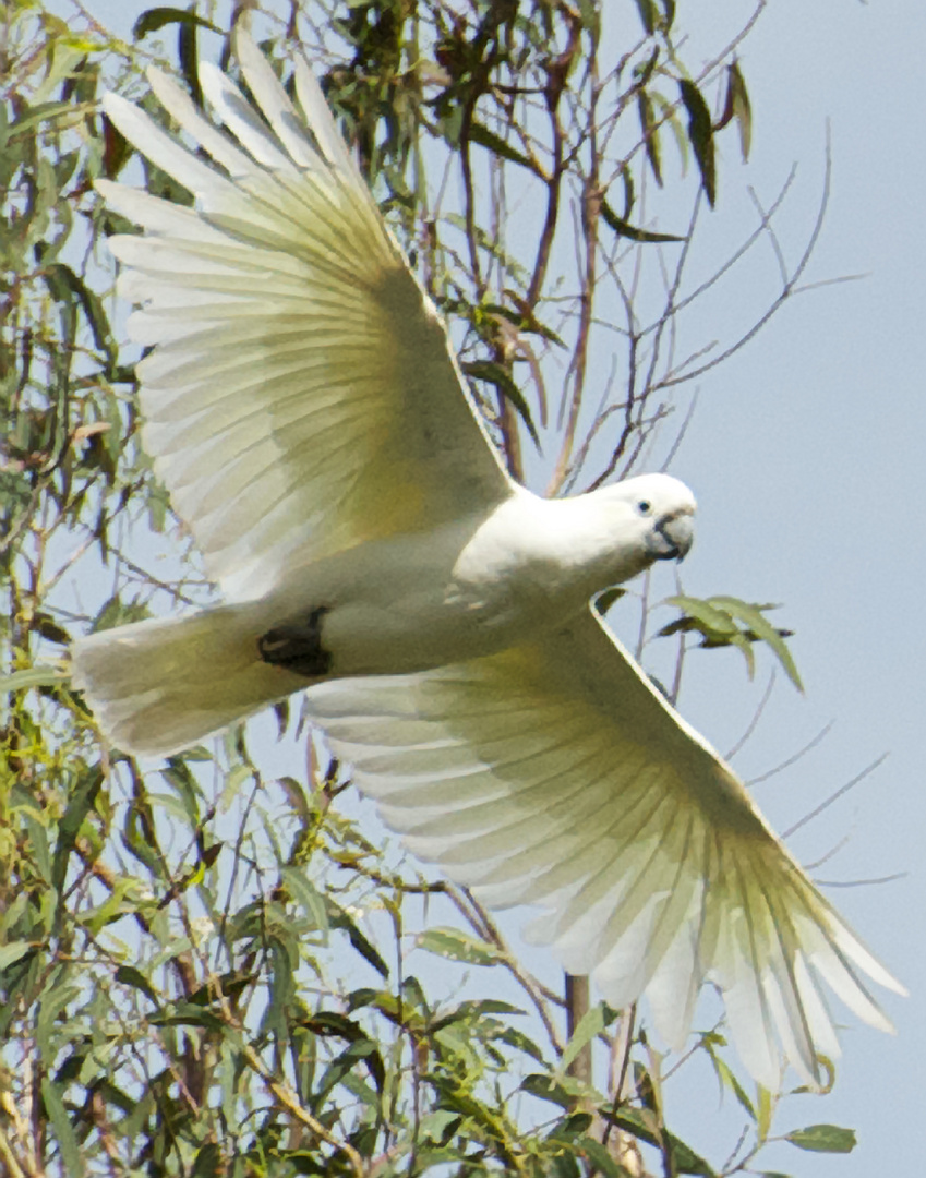 Parrot Soar