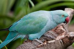 Parrot - South Africa