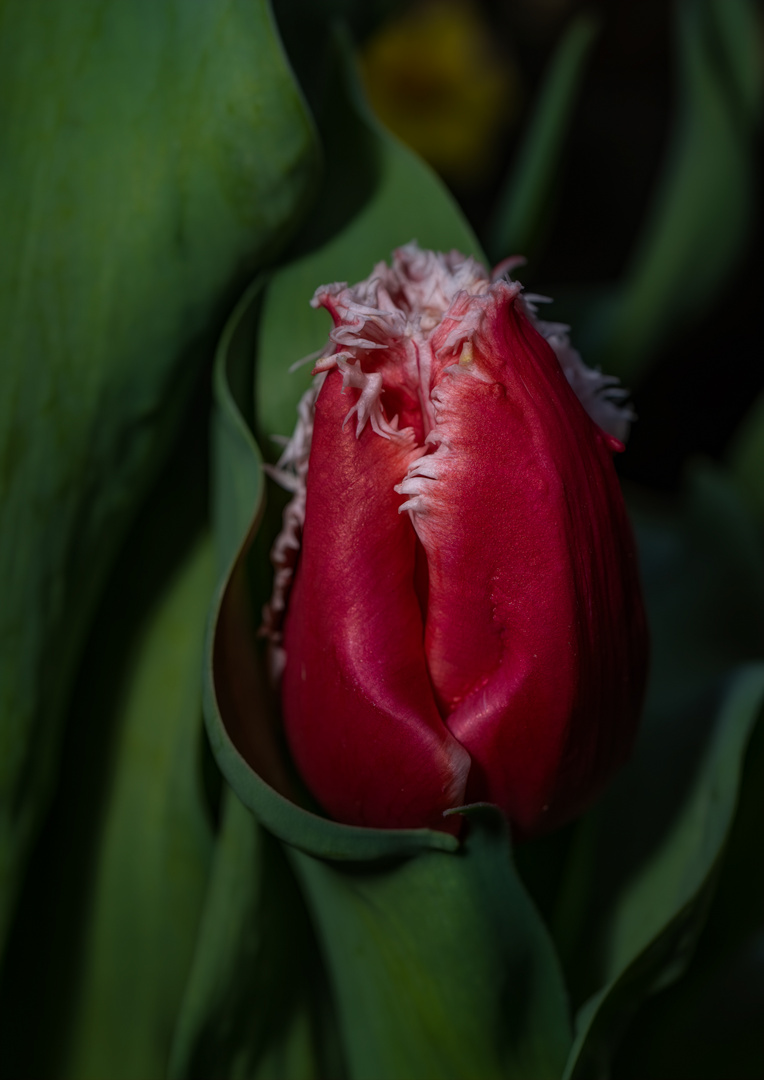 PARROT TULIP 