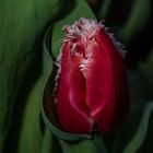 PARROT TULIP 