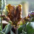 Parrot Tulips.