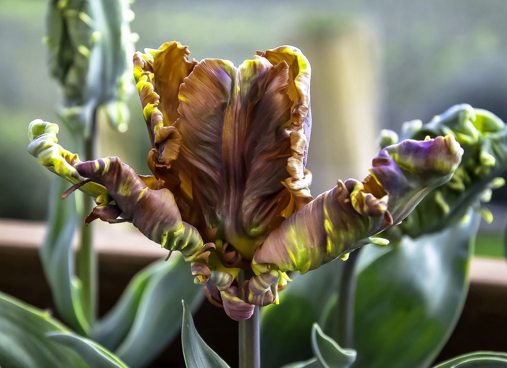 Parrot Tulips.