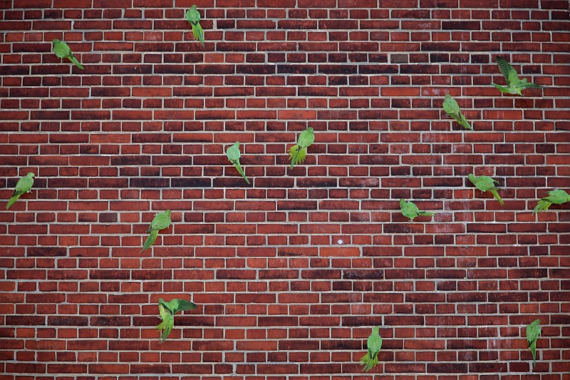Parrot Wall