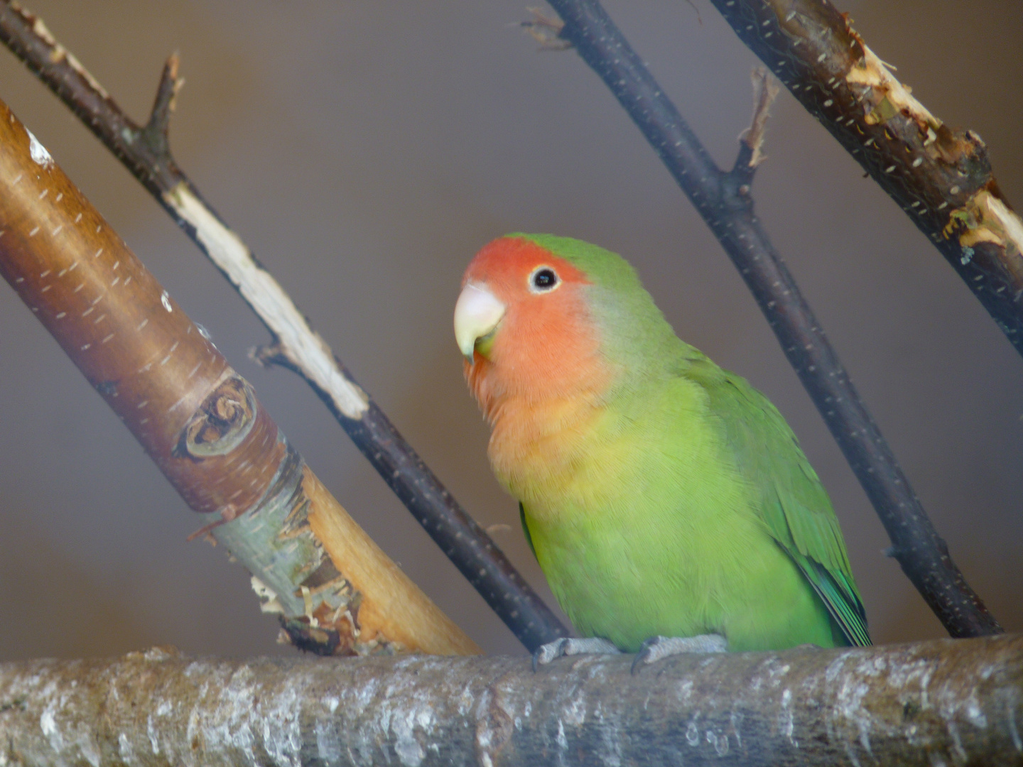 parrot (zoo in Perm)