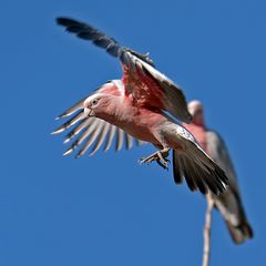 parrot.australia