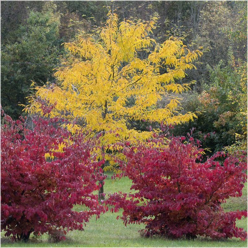 Parrotia et Févier d'Amérique