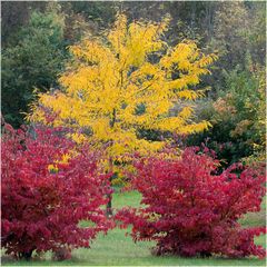Parrotia et Févier d'Amérique