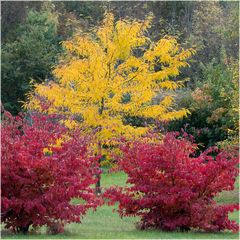 Parrotia et Févier d'Amérique