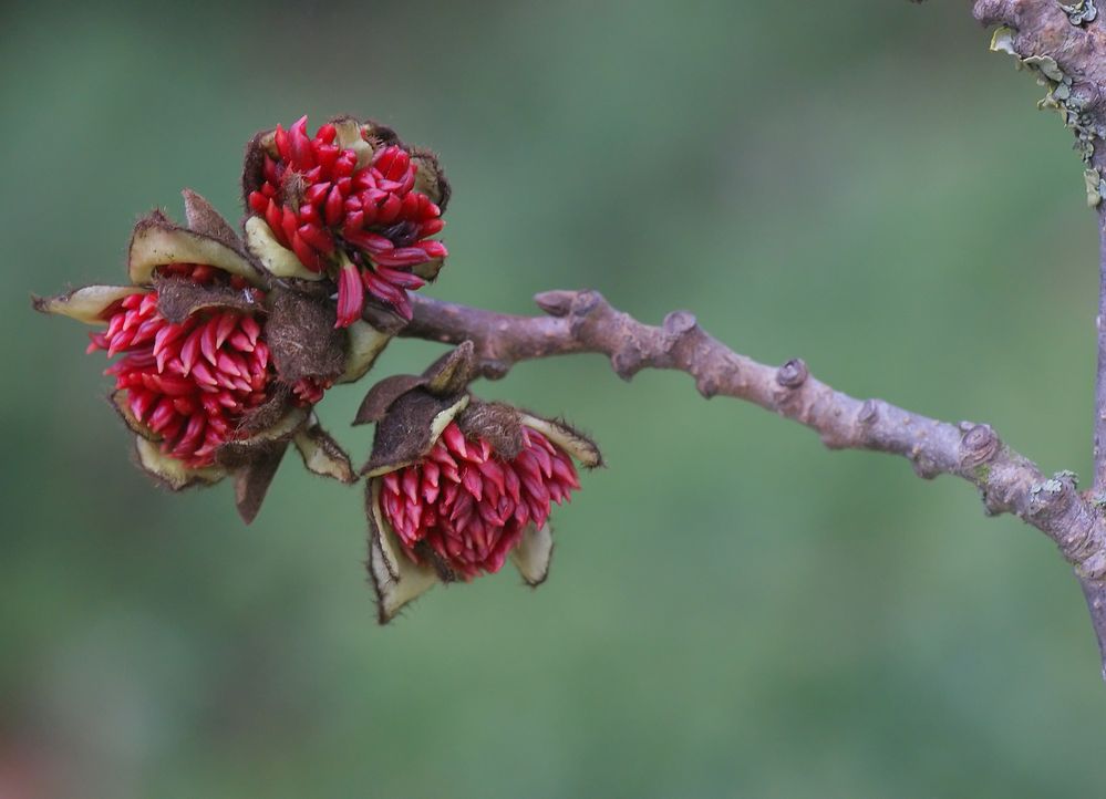 Parrotia persica