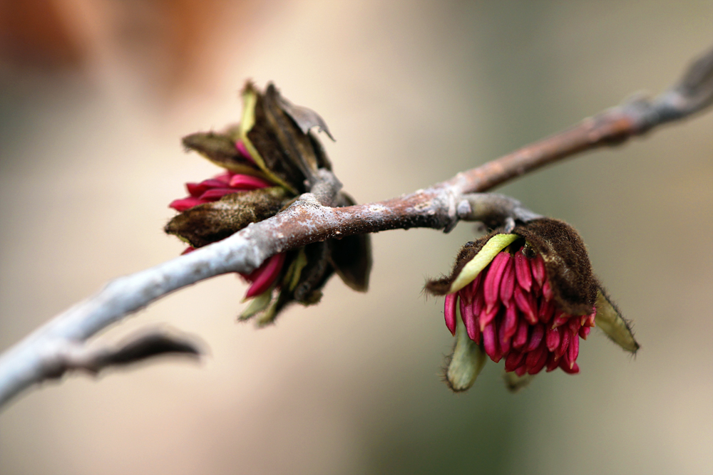 Parrotie