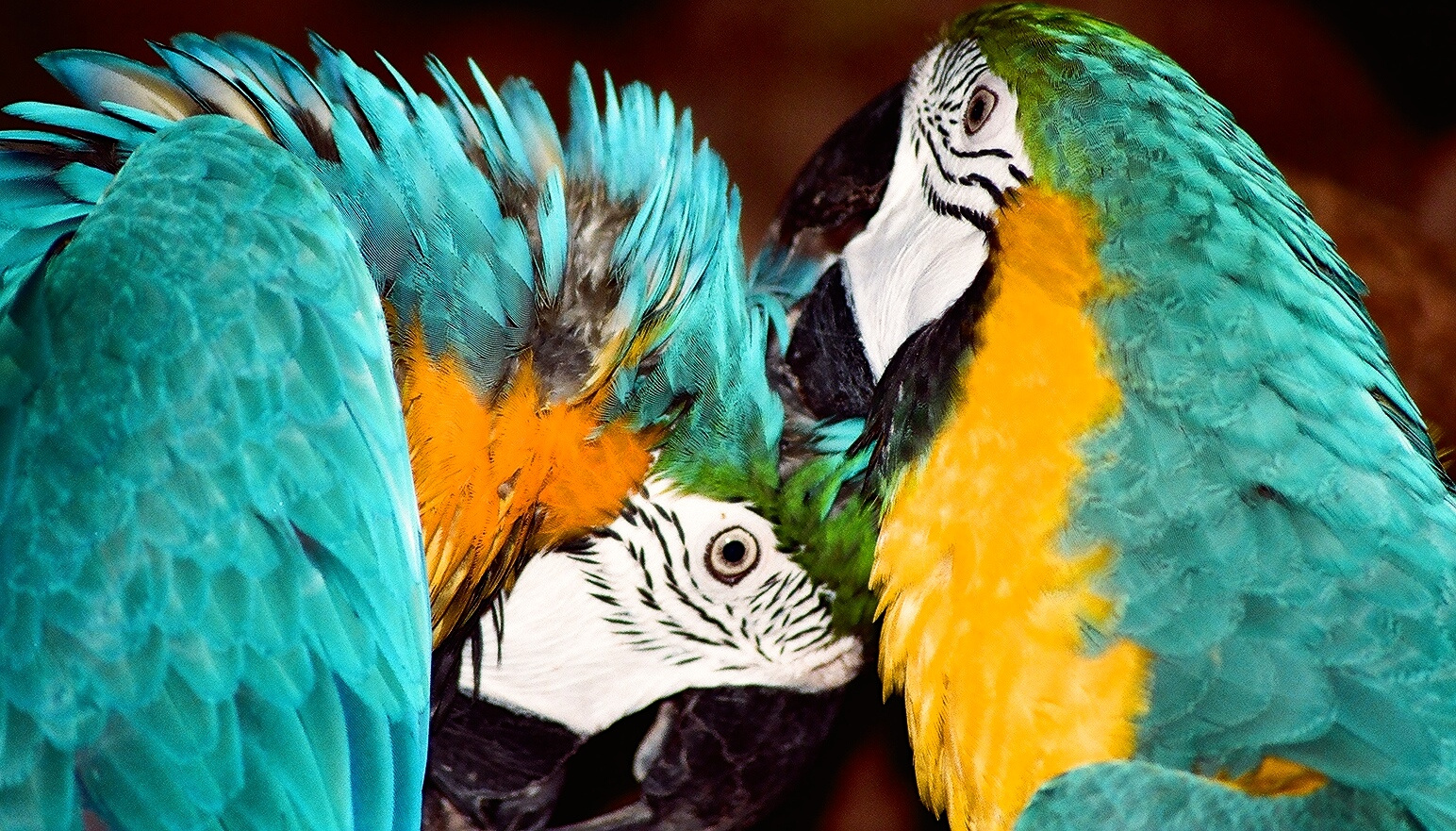 parrots