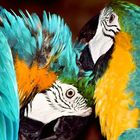 parrots