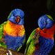 Parrots