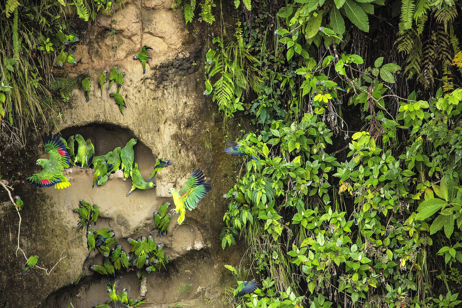 Parrots at clay lek