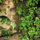 Parrots at clay lek