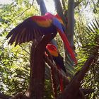 parrots at disney land