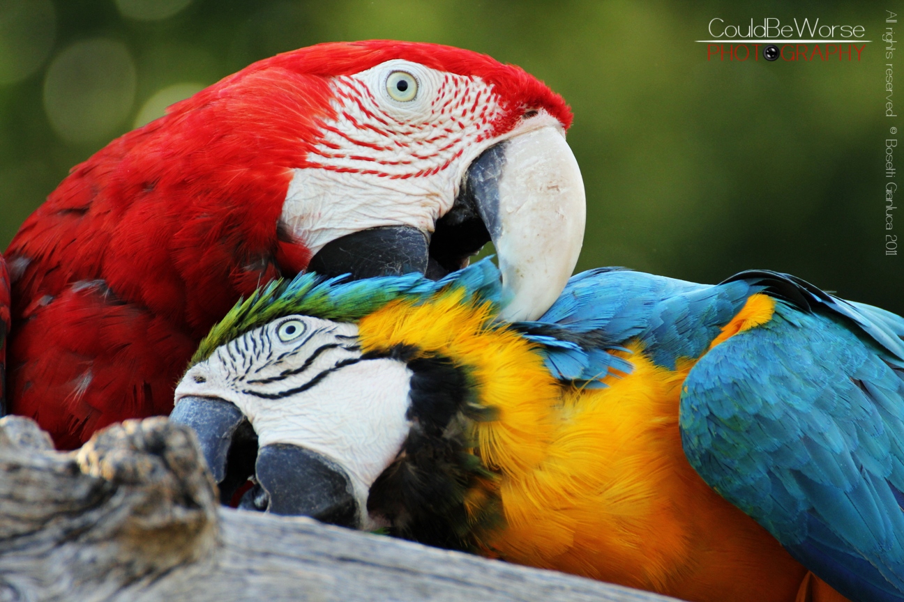 Parrots