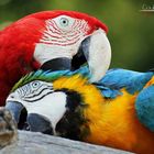 Parrots