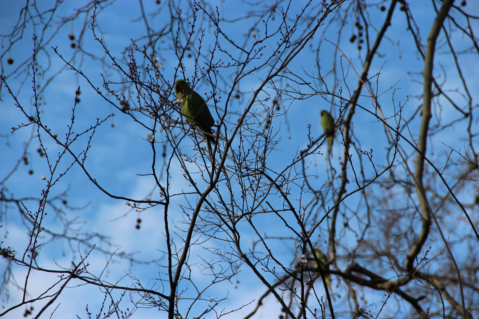 parrots