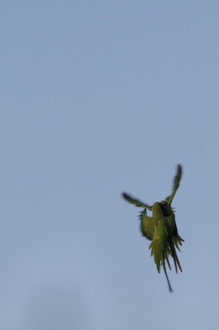 parrots hugging