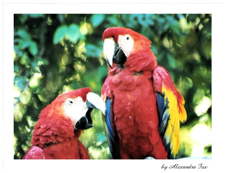 . parrots in USA .