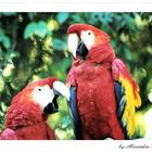 . parrots in USA .