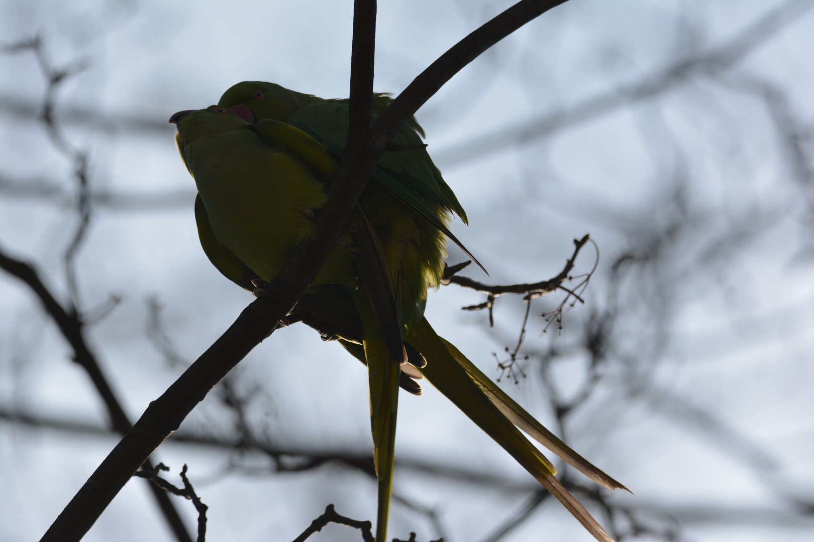 Parrots making love