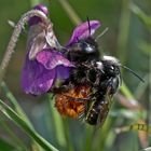 Parrung der Gehörnten Mauerbiene