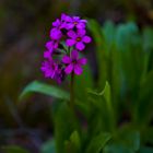 Parry Primrose at Sunset