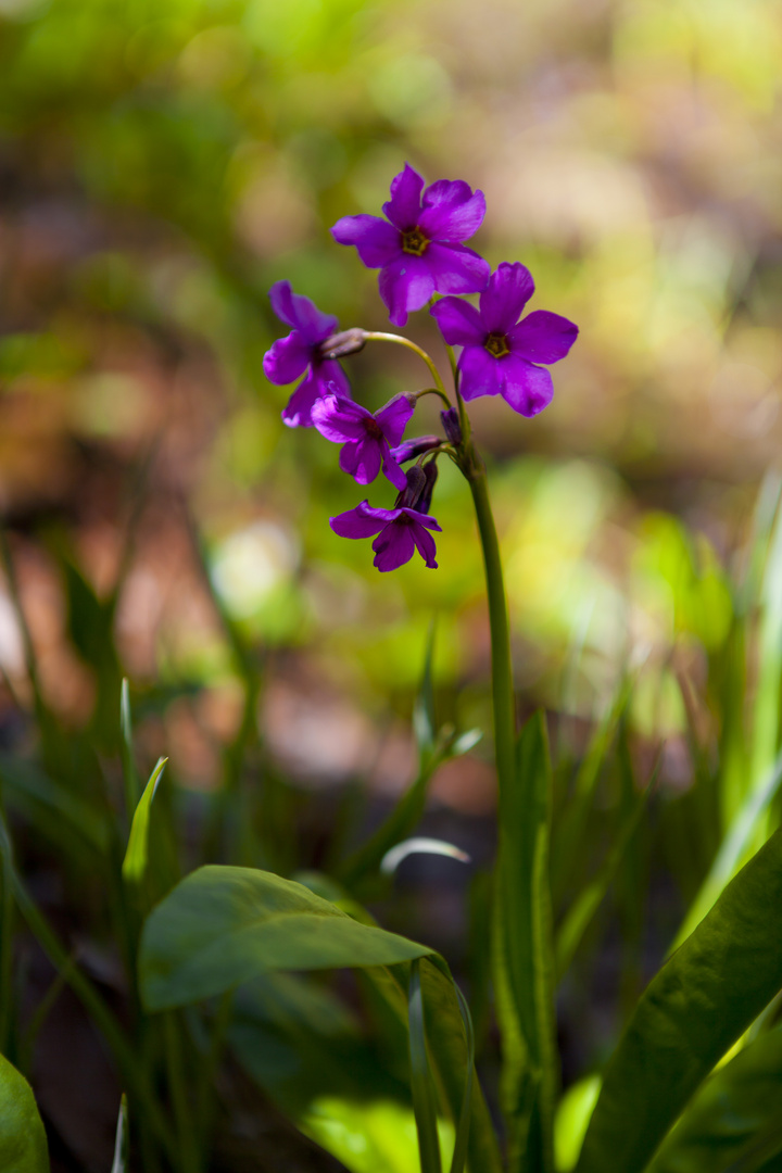 Parry Primrose