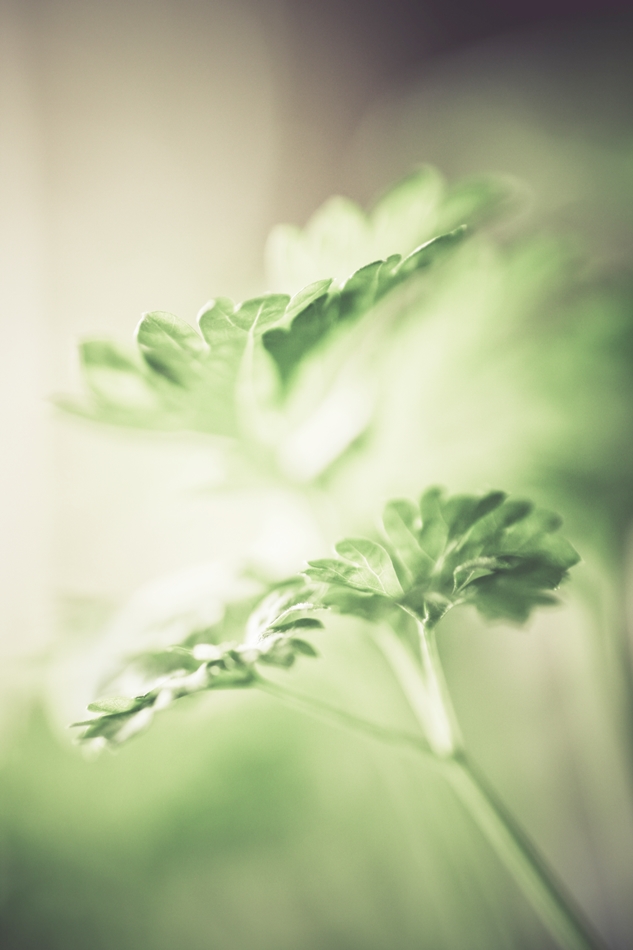 .parsley.