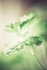 .parsley.