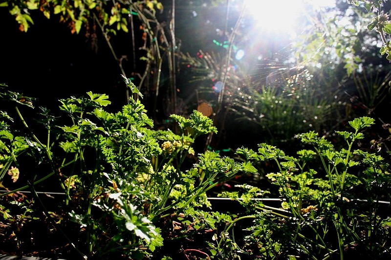 Parsley for the caterpillars