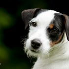 Parson Jack Russel Hündin WESTBURY BLACK'N SILVER MOON