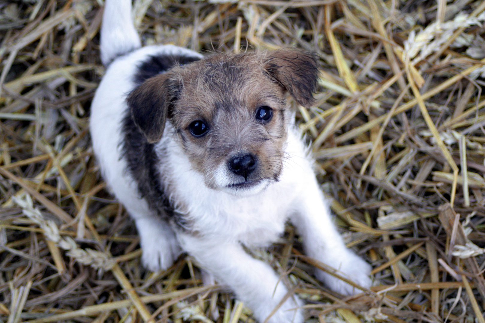 Parson Jack Russel Welpe "Herr Meier"