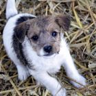 Parson Jack Russel Welpe "Herr Meier"