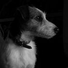 Parson Jack Russell Konrad