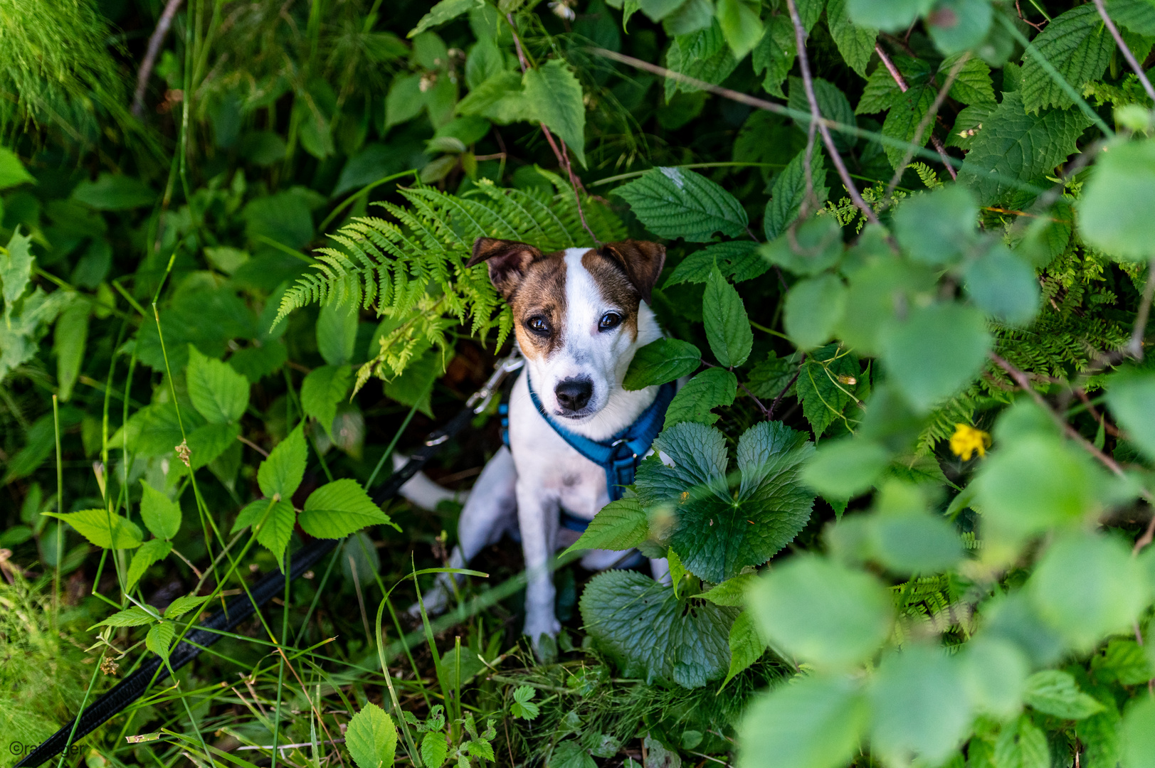 Parson Jack Russell Lucy