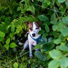 Parson Jack Russell Lucy